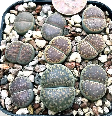 Mesemb Plant-- Lithops Verruculosa 'inae' C95 --ONE PLANT From  POT! • $4.50