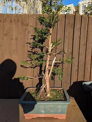 Yew- Bonsai Tree Semi Trained  • £249