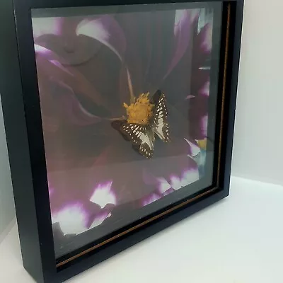 Taxidermy Real Butterfly Mounted To Photo 3D Framed Glass Display Table Top Art  • $29.92
