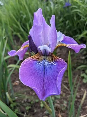 £2.85 • Buy Iris Sibirica X  'Lavendelwein' Siberian Iris - 20 SEEDS 