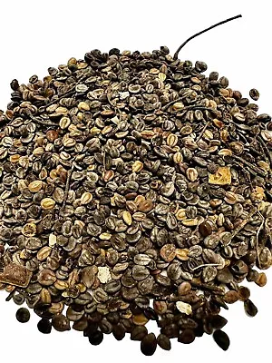 Mimosa Tenuiflora 35 Seeds (tepezcohuite) • $50