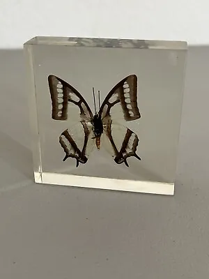 Butterfly Taxidermy Specimen In Acrylic Box 3.5” X 3.5” • $29.99