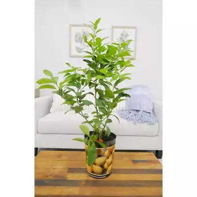1 Gal. Improved Meyer Lemon Tree Live Tropical Tree White Flower To Yellow Fruit • $38.25