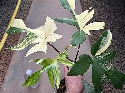 Philodendron Florida Beauty Variegated Established Rare Plant (not Monstera) • $50