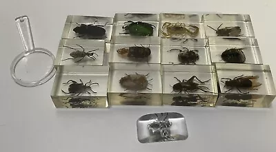 VTG Lot Of 13 Insect Bug Bettles Taxidermy Acrylic Resin Cubes Magnifying Glass • $22