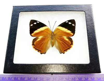  Smyrna Blomfildia Female Real Butterfly Mounted Riker Framed  • $45
