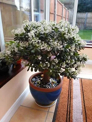 £799 • Buy Large Jade Plant Money Tree, Flowering And Well Established 
