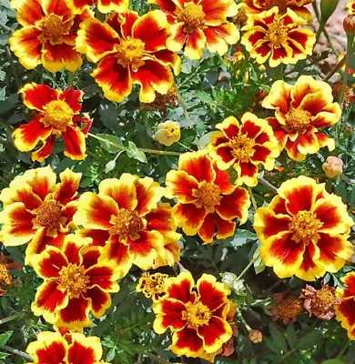 French Marigold LEGION OF HONOR Dwarf Beneficial Flowers Non-GMO 100 Seeds! • $3.98