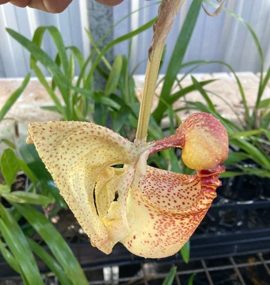 $50 • Buy Orchid Plant 0357. Coryanthes Macrantha Nice Lant In 90mm Pot Species Pic Shows