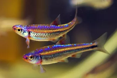 3 X RAINBOW SHINER 4-5cm TEMPERATE FISH PLANT TANK NOTROPIS CHROSOMUS PEACEFUL • £23.99