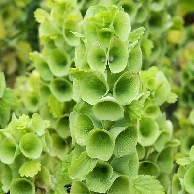 BELLS OF IRELAND Cut Flowers Drying Unusual Re-Seeds Heirloom Non-GMO 100 Seeds • $3.98