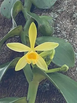 Vanilla Planifolia Well Rooted Species Orchid Plant Vanda Blooming Size • $24