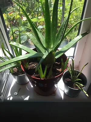 Aloe Vera Plant - Medicinal Live Succulent - Less Than 20cm Plant • £100