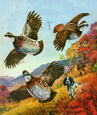 Antique Repro Quail Hunting Photo Print English Setter Point 3 Rising Birds • $11.99