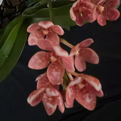 Flowered Select Sarcochilus SP23/166 • $55