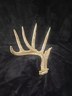 68 Inch 6 POINT  Wild Whitetail Deer Shed Antler Horns Taxidermy Elk Mule Craft • $32