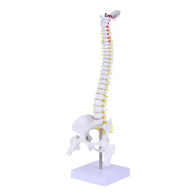 45cm Anatomical Skeleton Spine Anatomy Model Anatomical Spinal Model • $32.84