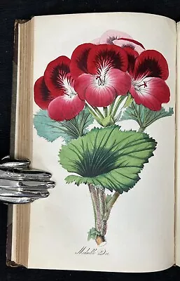 1853 HARRISON The Floricultural Cabinet & Florist's Magazine COLOUR PLATES • £4.99
