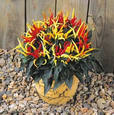 £2.50 • Buy Capsicum F1 Medusa Seeds Sweet Chilli Pepper Rare & Exotic 5 Seeds Per Packet