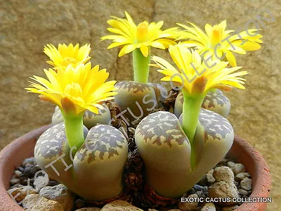 $8.99 • Buy RARE LITHOPS DOROTHEAE, Exotic Living Stone Bonsai Succulent Plant Seed 30 SEEDS