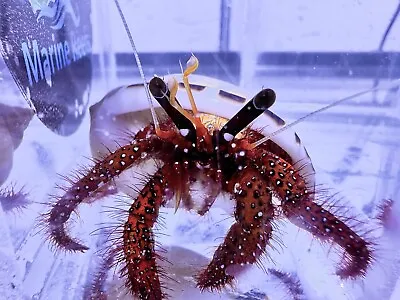 White Spotted XL Hermit Crab/ Marine Reefs/ Clean Up Crew 5-10CM IN SIZE!!!  • £15.99