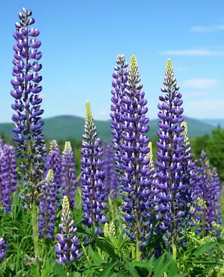 Tall Blue And White Lupine 50 Seeds Easy To Grow Perennial. Usa Grown. No Gmo • $3.79