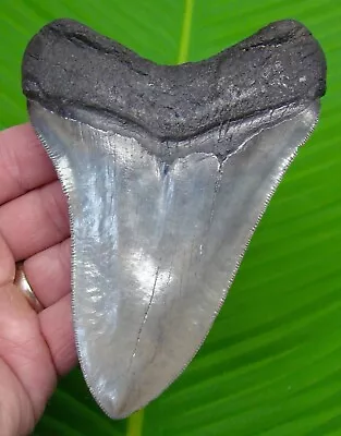 Megalodon Shark Tooth -  5 & 3/16  -  Serrated - 100% Natural -  Megladone • $299