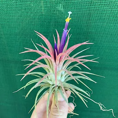 Air Plant Tillandsia Ionantha Rubra (1-2cm Pup) (Auto Combine Postage) • $5.99