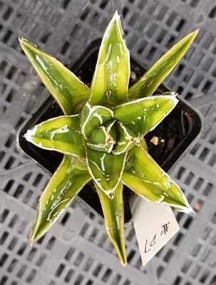 Agave Victoriae Reginae Kizan Variegated About 11cm Diameter • $120