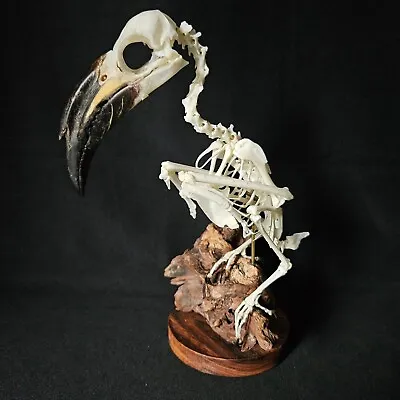 Real African Grey Hornbill Taxidermy Bird Skeleton • £361.04