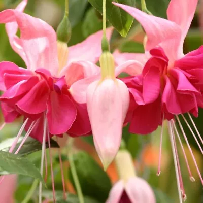 £4.20 • Buy 6 Giant Trailing Fuchsia Bella Rosella  Hanging  Basket Patio Plug Plants