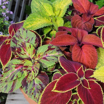 £14.95 • Buy Coleus 'Wizard Mix Merlin'. 7cm Plant X 3. Stunning Foliage. Bedding. Houseplant