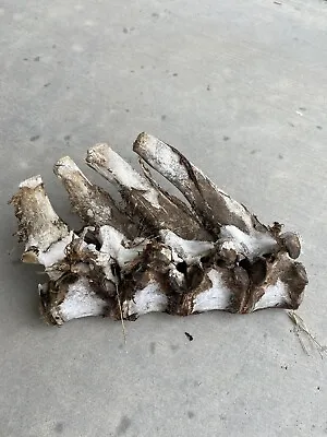 Cow/Horse Vertebrae Spine Bone Section Real  9  Art/Crafts Science • $34.80