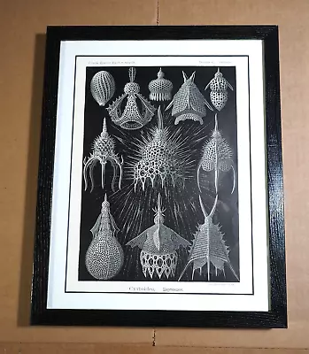 Ernst Haeckel (Art Forms In Nature) 1905 Lithograph Russian Ver Cyrtoidea • $129