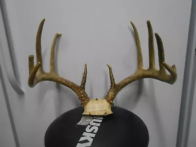  WHITETAIL DEER RACK 137 1/8 B&C Antlers Mule Mount Taxidermy Elk Cape Moose  • $125