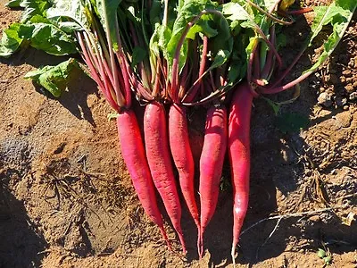 Radish China Rose Winter  2000 Finest Seeds • £2.49