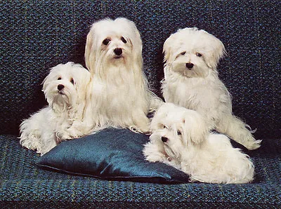 Maltese Charming Dog Greetings Note Card Four Beautiful Dogs On Blue Cushion • $3.11