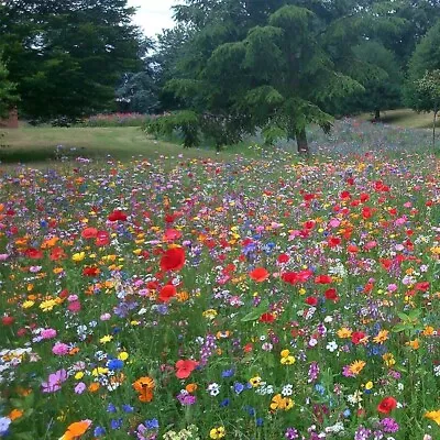 1500 Seeds WILD FLOWER MEADOW SEEDS Wild Scented Bee Mixed Meadow NO GRASS Mix • £2.99