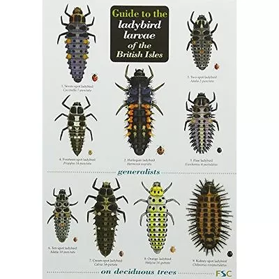 Guide To The Ladybird Larvae Of The British Isles By Peter M. J. Brown (autho... • £3.75