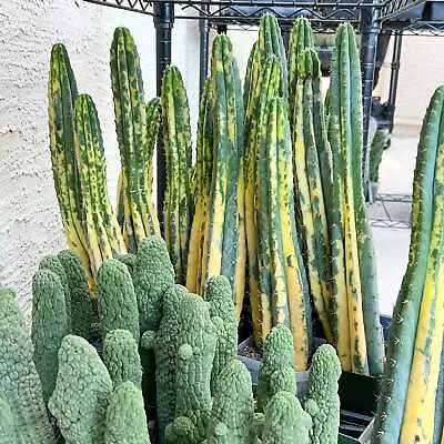 Giant Cactus Variegated | Rare Cactus | Very Rare Import | Myrtillocactus • $49