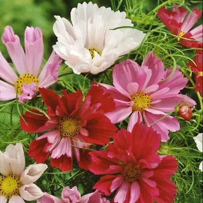 Cosmos Bipinnatus Seashells Mix 100 Flower Seeds (organic) • £2.29