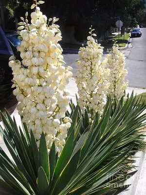 Adams Needle  (Yucca Filamentosa) Bright Edge Evergreen Hardy Plant • £13.50