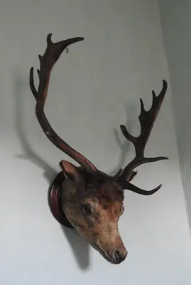 Antique Taxidermy Mounted Stag Head Fallow Deer With Antlers • £85
