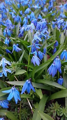 SIBERIAN SQUILLScilla SibericaWood Squill Bluebell-10 Bare Root Plants • $12.99