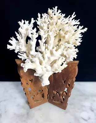 Genuine Natural White Reef Coral Staghorn/Acropora Cervicornis 8” W/ Stand • $68