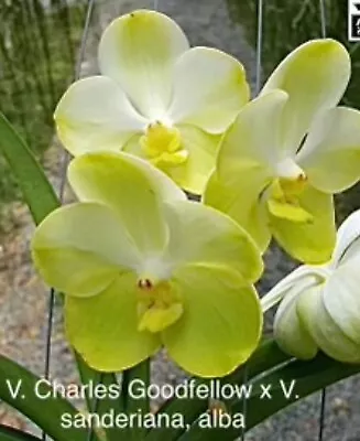 Vanda  Charles Goodfellow X Sanderiana Alba   BS ￼ Orchid • $48