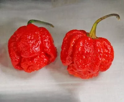 20 Fresh Super-Hot Scorpion Moruga Red Premium Pepper Seeds-A 55 • $2.90