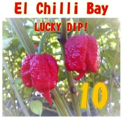 Mix Of Very Hot Chilli Pepper Plant Seeds Carolina Reaper Naga Scorpion Bhutlah • £3.49