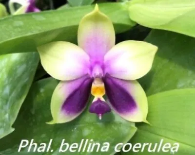 $30 • Buy Orchid - Phalaenopsis Bellina Coerulea (fragrant) Seedling