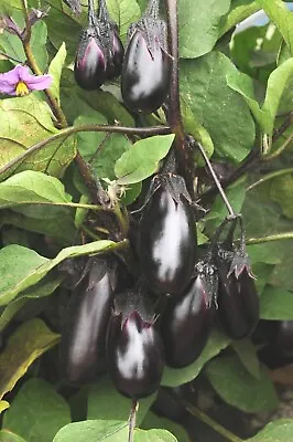 Baby Patio Aubergine Seeds 🍆  15 Seeds  • £2.35